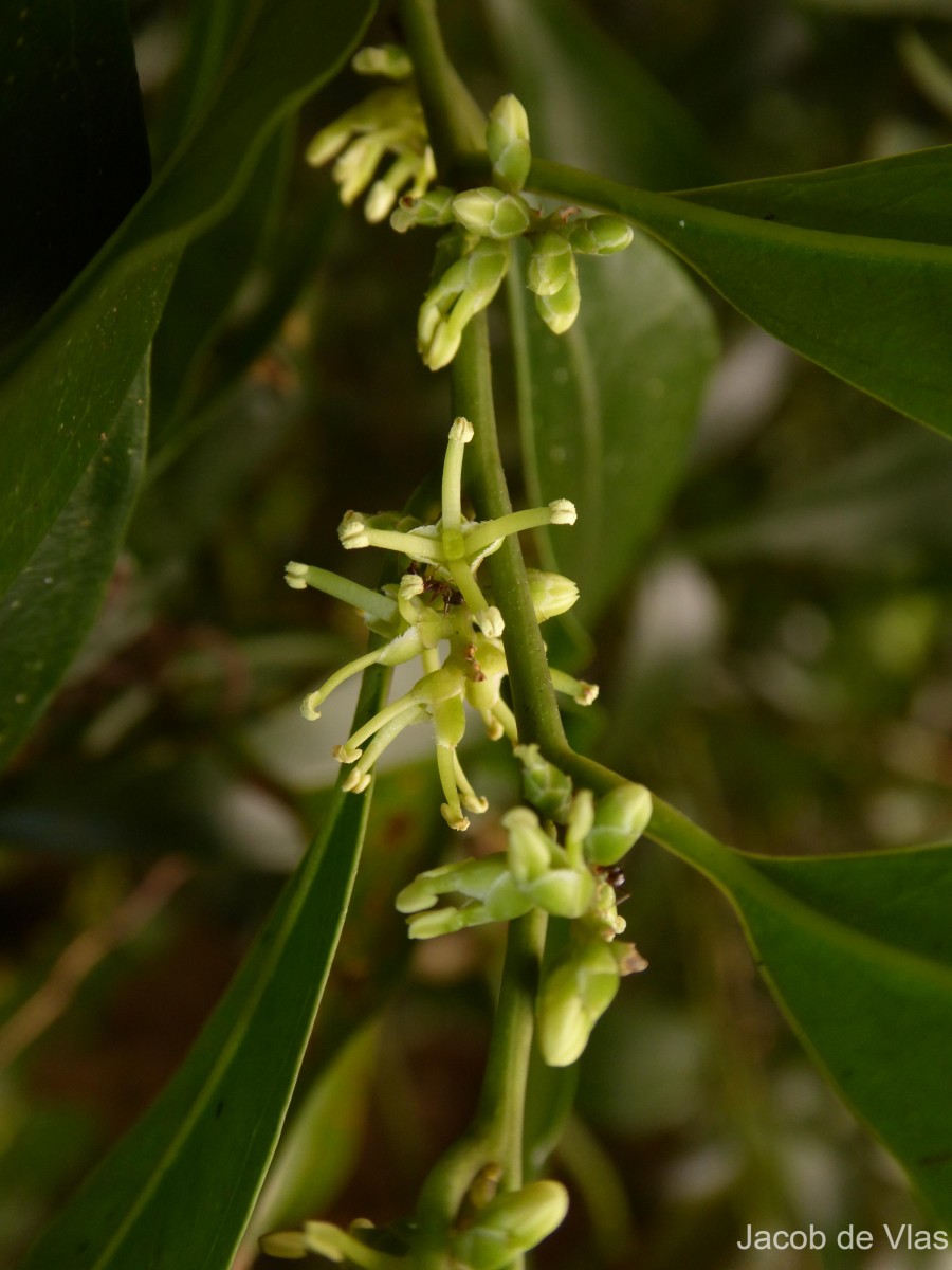 Sarcococca zeylanica Baill.